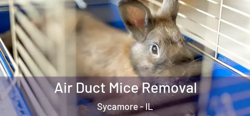  Air Duct Mice Removal Sycamore - IL