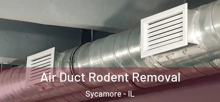  Air Duct Rodent Removal Sycamore - IL
